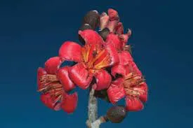 Nature Made 100% Organic Red Silk Cotton Pillow