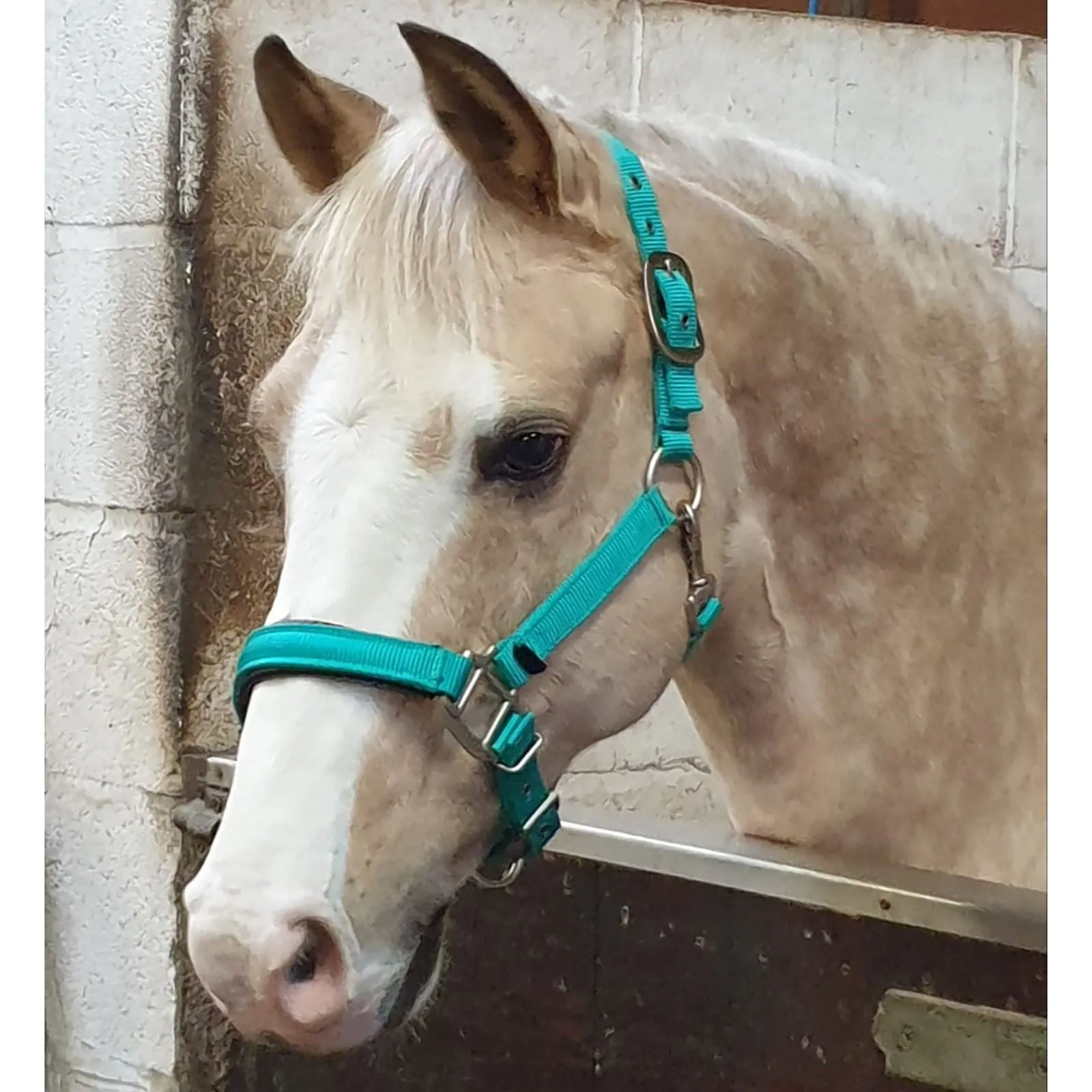 Perry Equestrian Luxury Padded Headcollar - Full