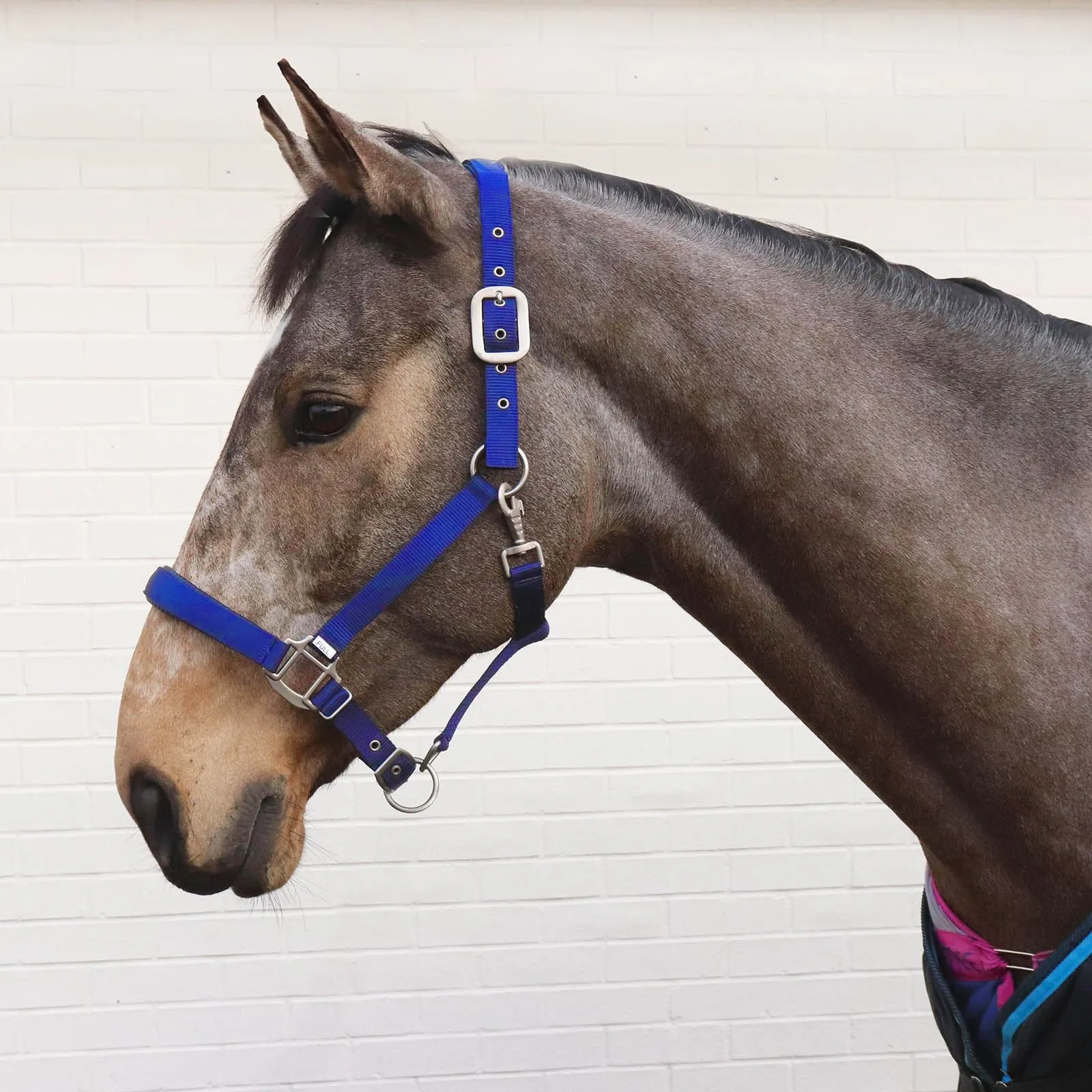 Perry Equestrian Luxury Padded Headcollar - Full