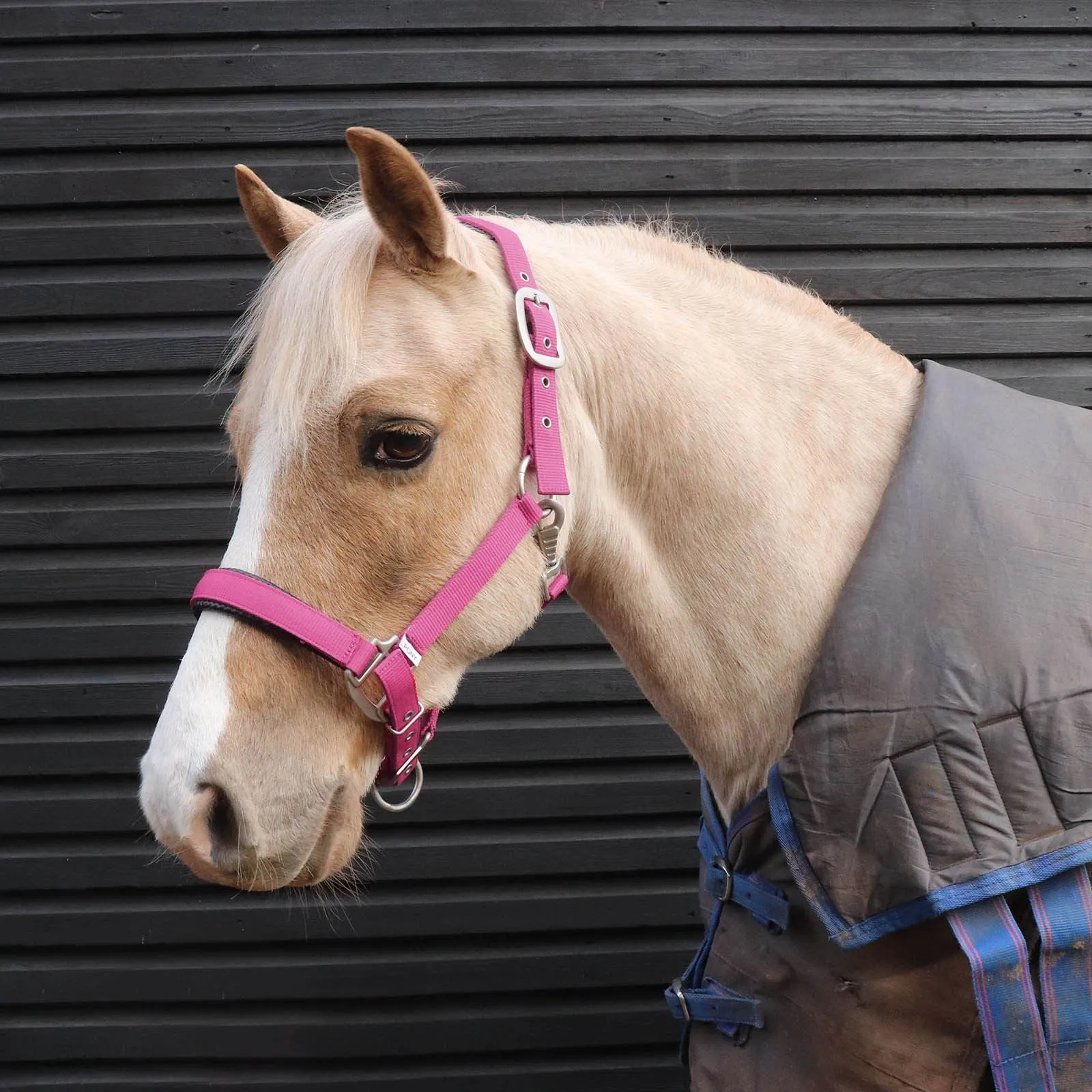 Perry Equestrian Luxury Padded Headcollar - Full