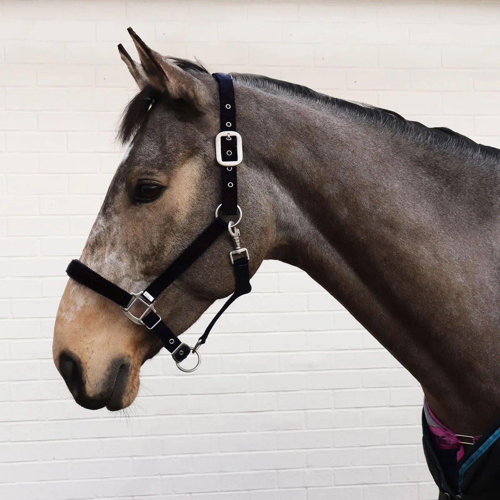 Perry Equestrian Luxury Padded Headcollar - Full