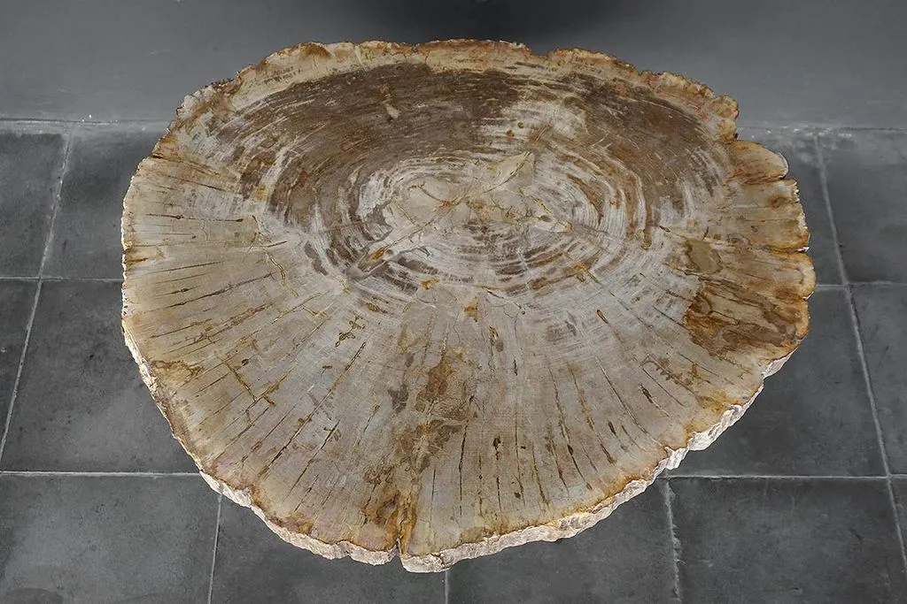Petrified Wood Coffee Table
